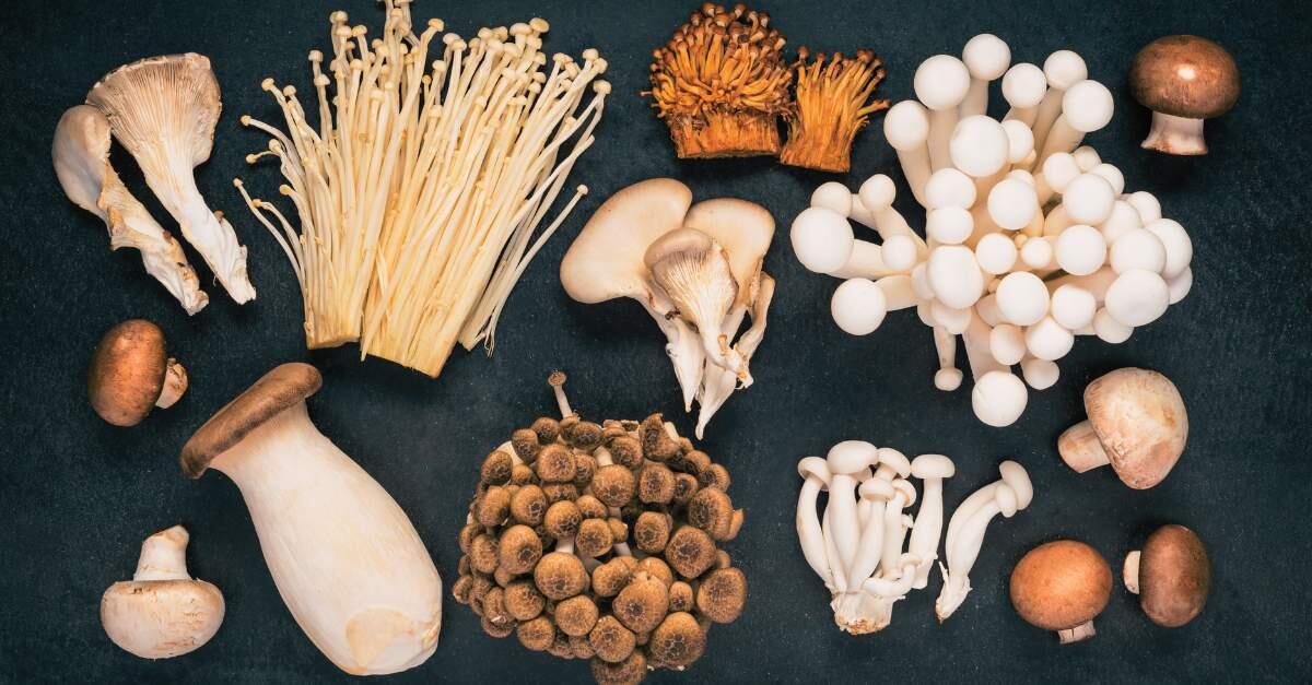 The Six Main Functional Mushroom Types Opportunities And Ongoing